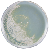 Terra Porcelain Seafoam Coupe Plate 27.5cm (Pack of 6)