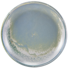Terra Porcelain Seafoam Coupe Plate 19cm (Pack of 6)
