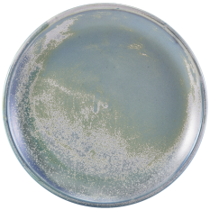 Terra Porcelain Seafoam Coupe Plate 24cm (Pack of 6)