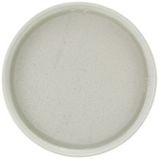 Incise Porcelain Lucine Presentation Plate 20cm/8" (Pack of 6)