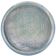 Terra Porcelain Seafoam Presentation Plate 20.5cm (Pack of 6)