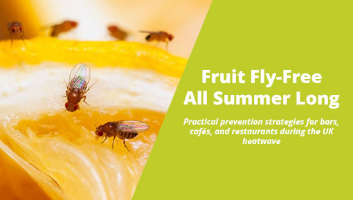Fruit Fly-Free All Summer Long